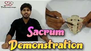 Sacrum Demonstration  Parts Attachment relation [upl. by Deehahs]