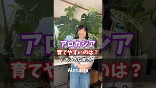 育てやすい仕立ては？いろいろな育て方・アロカシア Alocasia 観葉植物 houseplant アロカシア 植物のある暮らし plants [upl. by Vento]