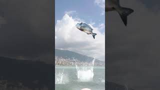 CGI Lebanon  CGI Beirut  Massive Fish [upl. by Vidovik]