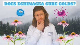 Does Echinacea Work [upl. by Sonya]