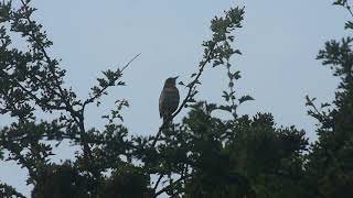 song thrush bird song dusk chorus [upl. by Eugeniusz]