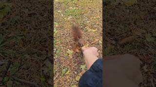 A squirrel quotthank u human for nutsquot poland shortsvideo natural wildlife animals cute [upl. by Mussman285]