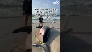 13footlong great white shark washes ashore on Navarre Beach in Florida [upl. by Dorraj633]