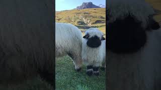 Você já conhecia as ovelhas Valais blacknose  ovelhas suíça ovelhasuiças animais [upl. by Apeed]