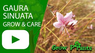 Gaura sinuata  grow and care Wavyleaf beeblossom [upl. by Melone798]