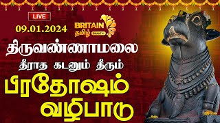 🔴LIVEதிருவண்ணாமலை அண்ணாமலையார் கோயில்பிரதோஷம் வழிபாடுThiruvannamalai Annamalaiyar TemplePradosham [upl. by Walke]