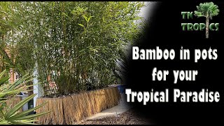 Bamboo in pots for your tropical landscape [upl. by Maxa80]