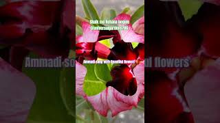 Ammadi telugu nani song  love song lovesong amazinggarden flowers naturegardenideas explore [upl. by Yruoc839]