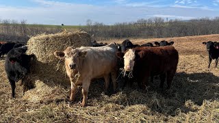 What do grassfed cattle eat over the winter Bale Grazing [upl. by Artened]