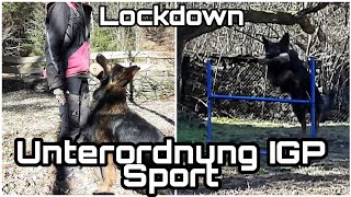 IGP Hundesport Unterordnung Training im Lockdown zu Hause improvisieren ua mit Agility Hürden [upl. by Anais]