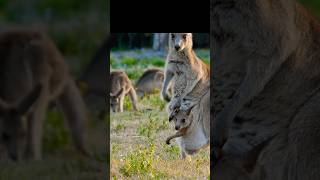 Kangaroo absurdcomedy bbc planetearth wildlife australia straya attenborough stockfootage [upl. by Reffineg]