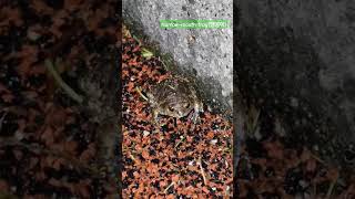 Narrowmouth frog nature frog animal [upl. by Ahsikahs]