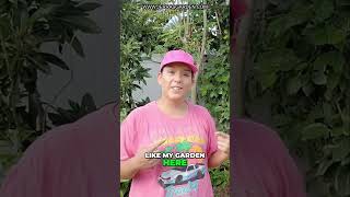 Grow your own Moringa Garden Superfood [upl. by Eads]