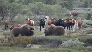 Musk ox VS Cow 2 [upl. by Reilamag207]