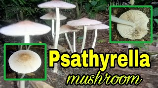 Psathyrella sp mushroom [upl. by Celia]