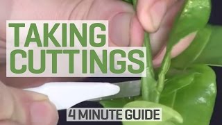 How To Take Cuttings  4 Minute Guide to Clones and Cloning [upl. by Airemahs]