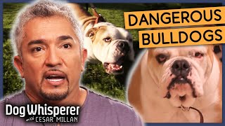 Cesars Secrets for Taming Hostile Dogs  Season 8 Episode 1  Dog Whisperer With Cesar Millan [upl. by Kinna12]