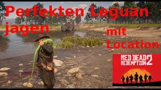 Perfekten Leguan jagen Red Dead Redemption 2 [upl. by Anoit38]