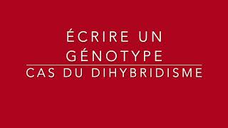 Comment écrire un génotype dans le cas dun dihybridisme [upl. by Urquhart]