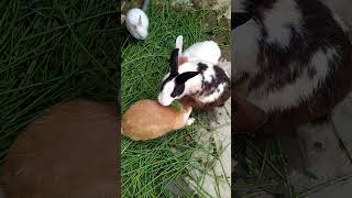 What noises do pregnant rabbits make kids funny baby comedy reels rabbit cuteanimal shorts [upl. by Detta114]