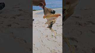 Removing conch from the shell with another conch shell snail conch bahamas conchsalad shorts [upl. by Gamin]