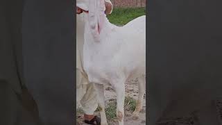 Bakra Eid 2024 ke Bakre 03354746487 [upl. by Stormie]