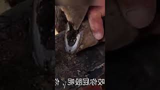 tiktok viral foryou farrier farrierlife farriersoftiktok horse hoof hoofcare satisfying [upl. by Marlon552]