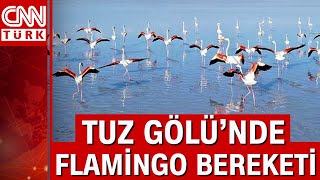 Tuz Gölü’nde binlerce yavru flamingo yumurtadan çıktı [upl. by Brunelle]