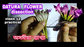 DATURA flower dissection  class12 practical [upl. by Marris]