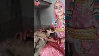 Bishnoi community is biggest animal lover in world shorts [upl. by Yuji]