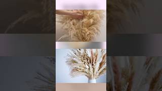 Pampas Grass A Wonderful Addition for Room Decor home [upl. by Norrie]