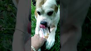 In memory of Fishhook🪽🤍Fighting cancer in this vid😥 pitbull pitbulldogz rainbowbridge mypet [upl. by Eessac]