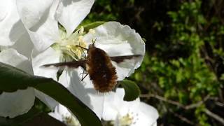 Feeding behaviour Darkedged Beefly Bombylius major [upl. by Kciwdahc]