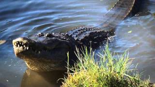 Gatorland Quick Bite Gator Bellowing [upl. by Airrej]