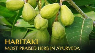 Haritaki  The Most Praised Amazing Herb from Ayurveda [upl. by Ertnod696]