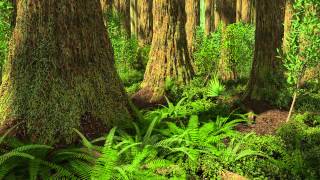 Redwood Forest Florissant Fossil Beds National Monument Colorado 34 Million Years Ago [upl. by Edaw]