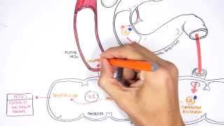 Bilirubin Metabolism [upl. by Botnick]