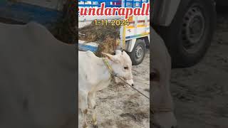 Kundarapalli Friday market tn24sakthivlogs cow [upl. by Suirada454]