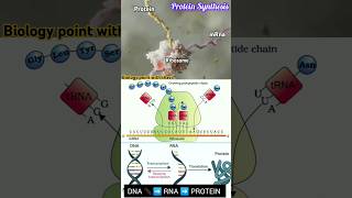 🔴 Protein Synthesis 🧬🤯🎯 biologynotes NEET  CBSE Translation [upl. by Ramoj200]