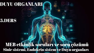 11Sınıf MEB Etkinlik ve soru çözümü Sinir Sistemi Endokrin sistem ve Duyu organları [upl. by Avril]