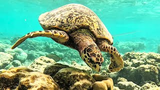 The Maldives A Snorkeling Paradise in Vilamendhoo [upl. by Ameen46]