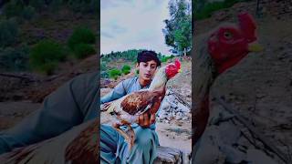 Hamere murgha 🐓🔥murga nature [upl. by Alyag410]