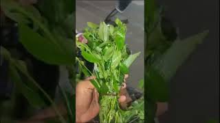 Benefits of Leafy Vegetables leafyvegetable youtubeshorts trending video telugushorts [upl. by Adnicaj290]