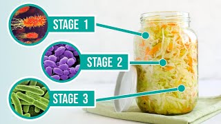 The Process of Fermentation  The 3 Crucial Stages of Fermenting Vegetables [upl. by Goodkin]