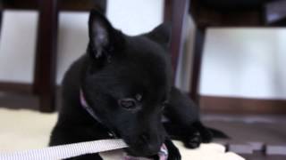 HD Schipperke スキッパーキ クー 初めての首輪 [upl. by Mareah]