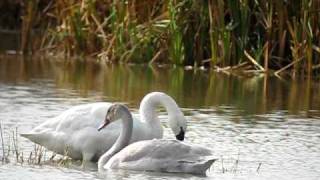 Tundra Swans at Pickering Creek Audubon Center [upl. by Mauer900]