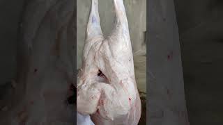 gissar lambs food lambgoat gosht animals qoyboqish lamb qoy goat meatfood [upl. by Eizzik]