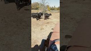 Green Acres is the Place to Be brangus bull danny elmer cow cattle tractor shortsfeed [upl. by Dniren]