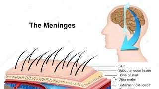 Meninges of Brain [upl. by Noirad]