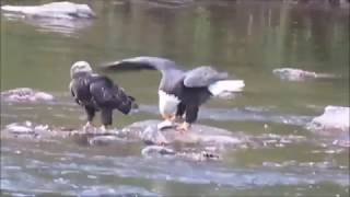 Tuckasegee Bald Eagles [upl. by Arquit]